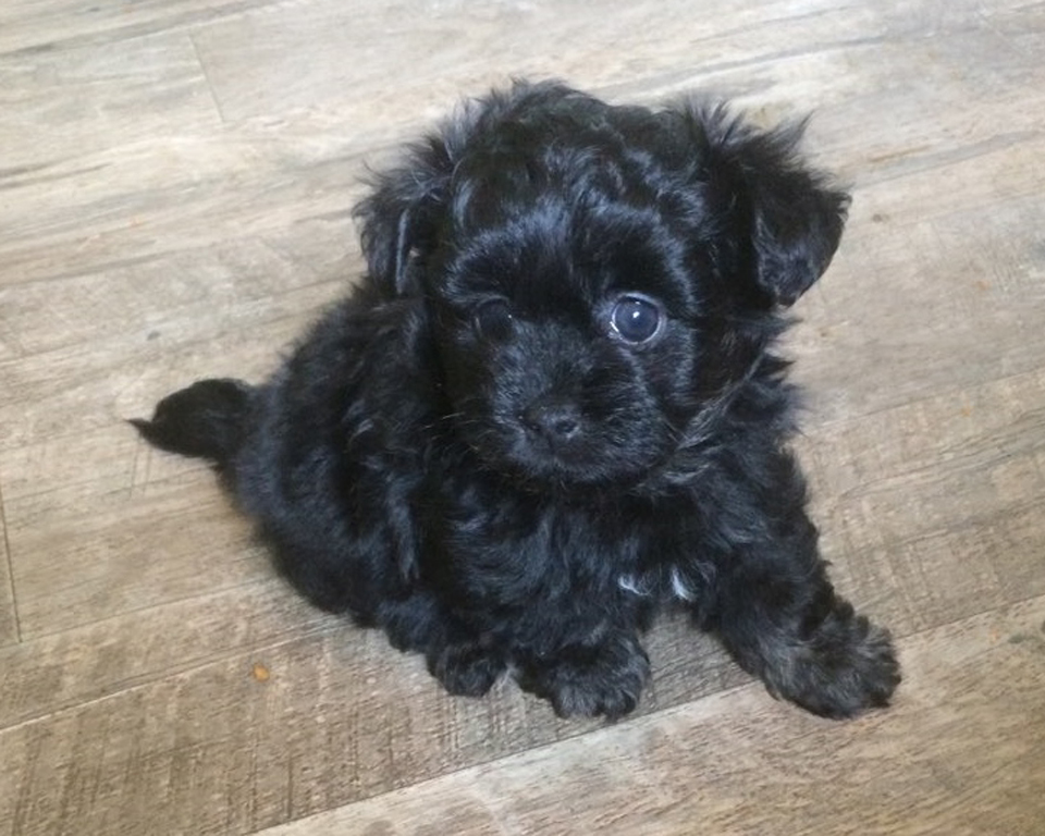 greenfield puppies aussiedoodle